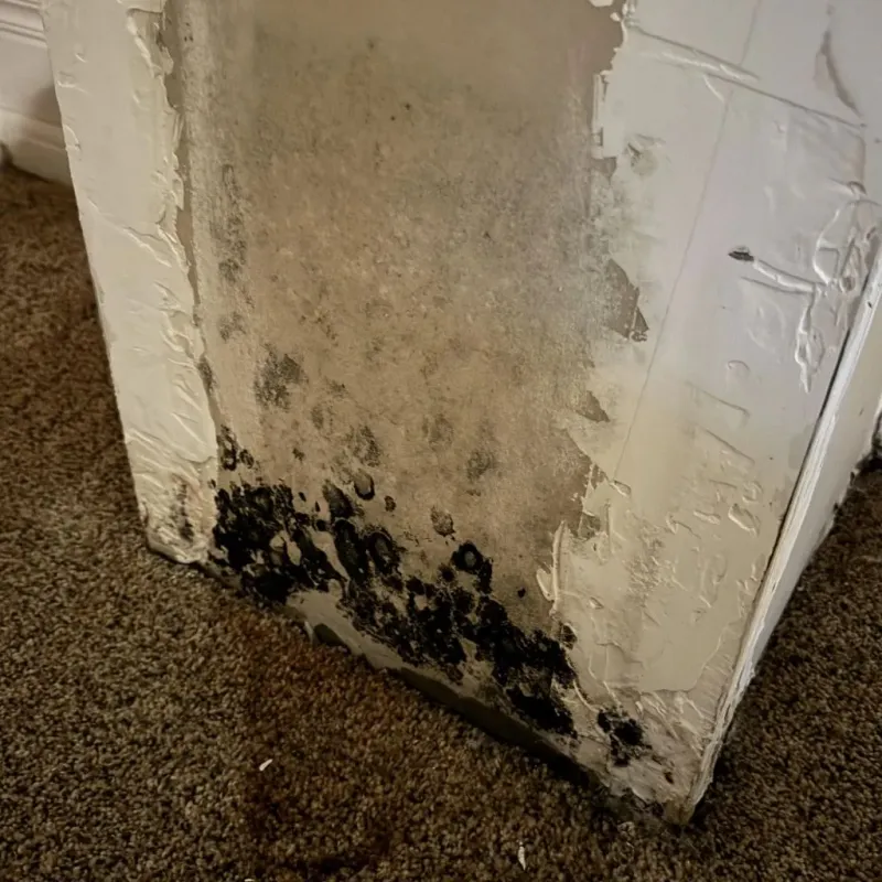 Professional Mold Removal in Stafford, VA